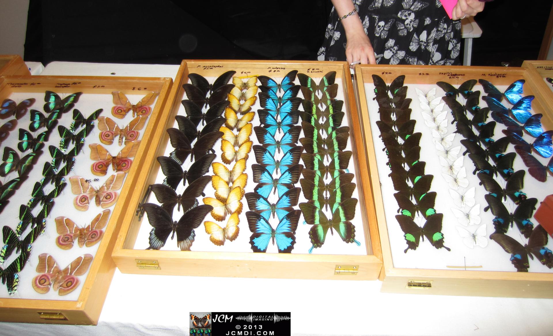 LANHM Bug Fair 2013 crowds and displays